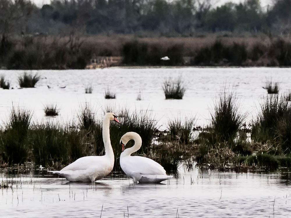 Cygne tuberculé Cygnus olor (Gmelin, 1803)