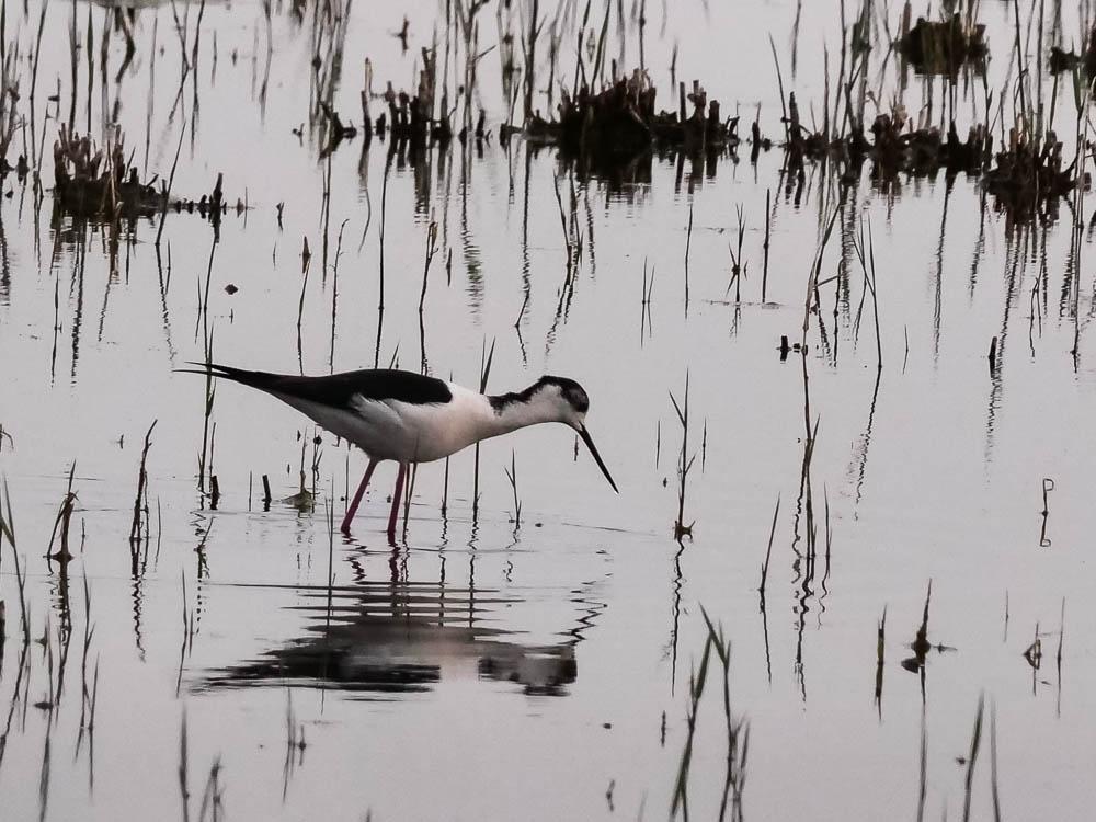 Echasse blanche Himantopus himantopus (Linnaeus, 1758)