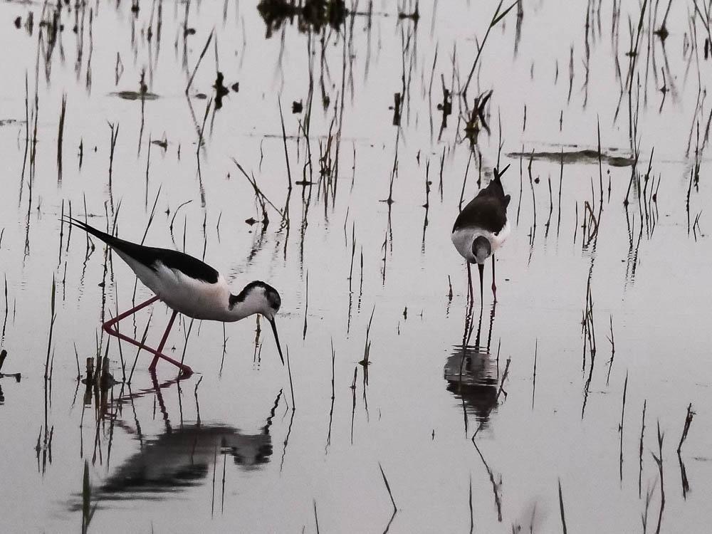 Echasse blanche Himantopus himantopus (Linnaeus, 1758)