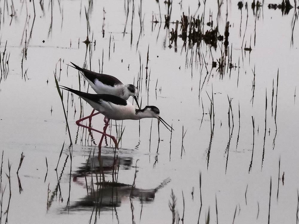 Echasse blanche Himantopus himantopus (Linnaeus, 1758)
