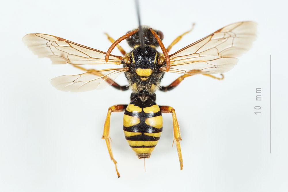 Nomada nobilis Herrich-Schäffer, 1839