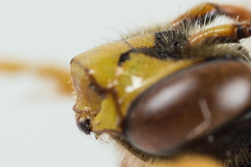 Nomada nobilis Herrich-Schäffer, 1839