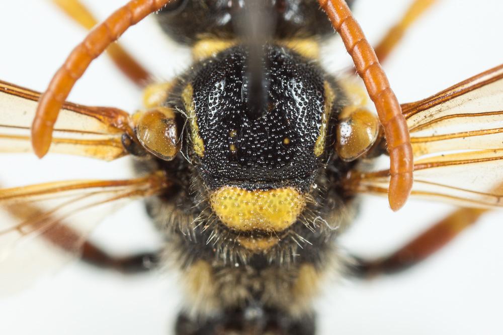 Nomada nobilis Herrich-Schäffer, 1839