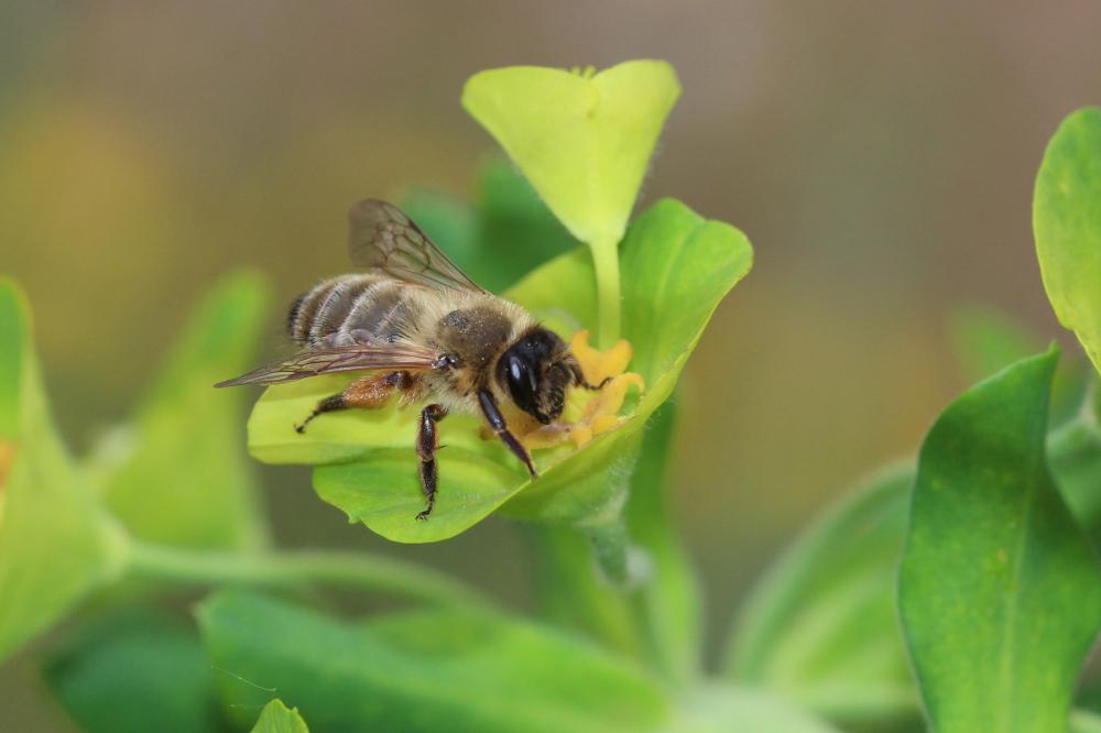 Andrena nigroaenea (Kirby, 1802)