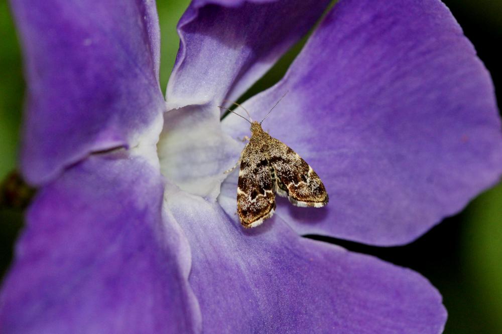 Anthophila fabriciana (Linnaeus, 1767)