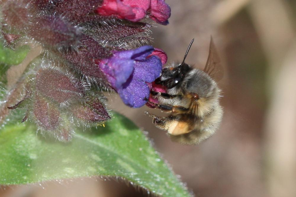 Anthophore commune, Anthophore plumeuse, Anthophor Anthophora plumipes (Pallas, 1772)