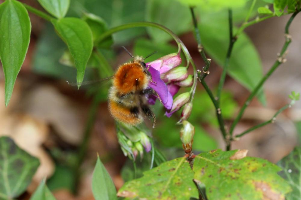 Bourdon des champs Bombus pascuorum (Scopoli, 1763)