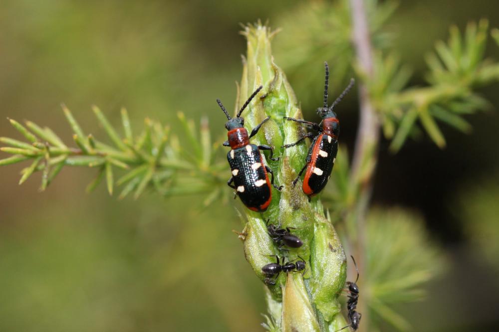 Criocère porte-croix de l'asperge Crioceris asparagi (Linnaeus, 1758)