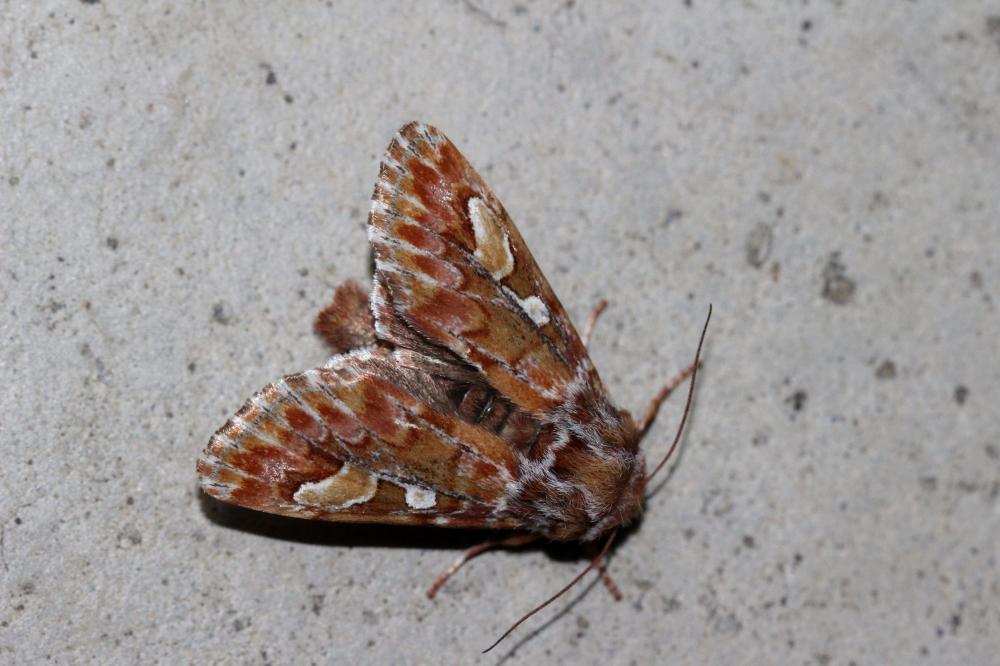 Noctuelle du Pin (La) Panolis flammea (Denis & Schiffermüller, 1775)