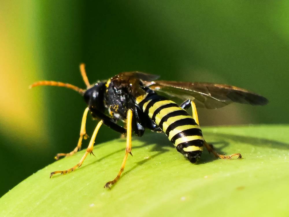 Cephaledo meridiana (Audinet-Serville, 1823)