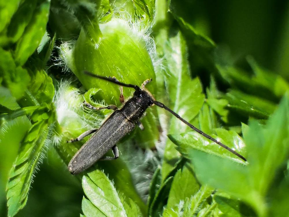 Phytoecia cylindrica (Linnaeus, 1758)