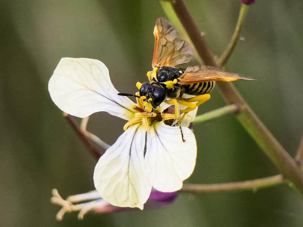  Elinora baetica dominiquei (Konow, 1894)