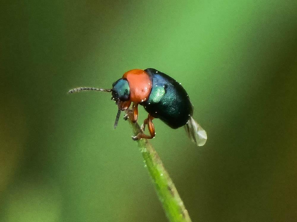 Gastrophyse de la Renouée Gastrophysa polygoni (Linnaeus, 1758)
