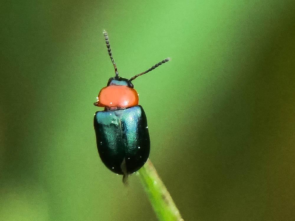 Gastrophyse de la Renouée Gastrophysa polygoni (Linnaeus, 1758)