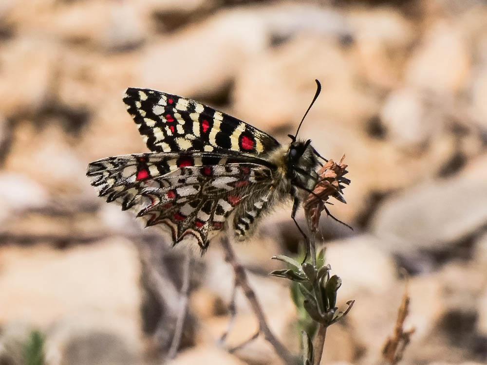 Proserpine (La), Thaïs écarlate (La), Proserpine d Zerynthia rumina (Linnaeus, 1758)