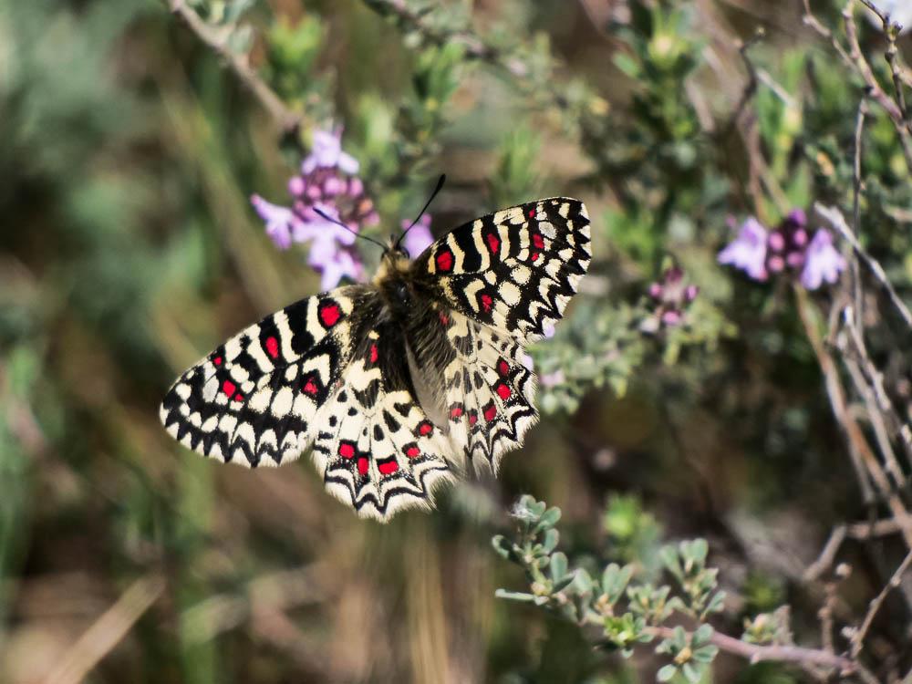 Proserpine (La), Thaïs écarlate (La), Proserpine d Zerynthia rumina (Linnaeus, 1758)