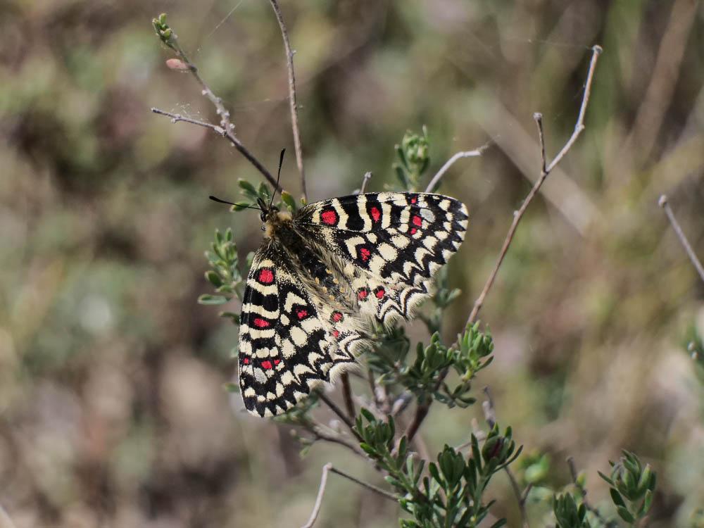 Proserpine (La), Thaïs écarlate (La), Proserpine d Zerynthia rumina (Linnaeus, 1758)