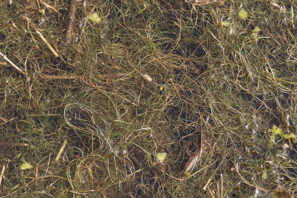 Zannichellie pédicellée Zannichellia palustris subsp. pedicellata (Wahlenb. & Rosén) Arcang., 1882