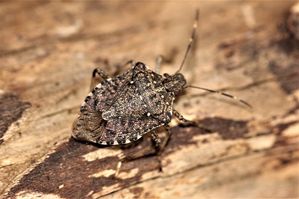 Punaise diabolique Halyomorpha halys (Stål, 1855)