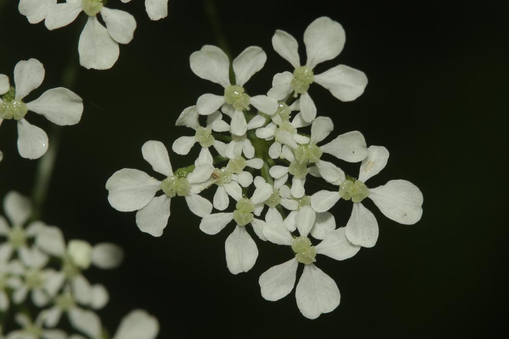 Cerfeuil des bois, Persil des bois Anthriscus sylvestris (L.) Hoffm., 1814
