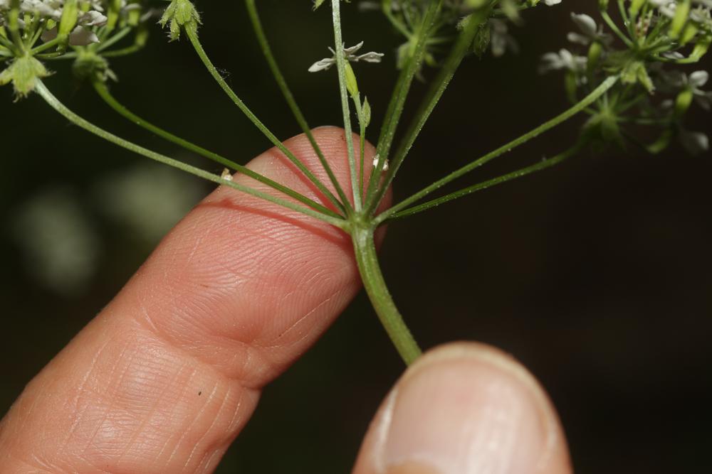 Cerfeuil des bois, Persil des bois Anthriscus sylvestris (L.) Hoffm., 1814