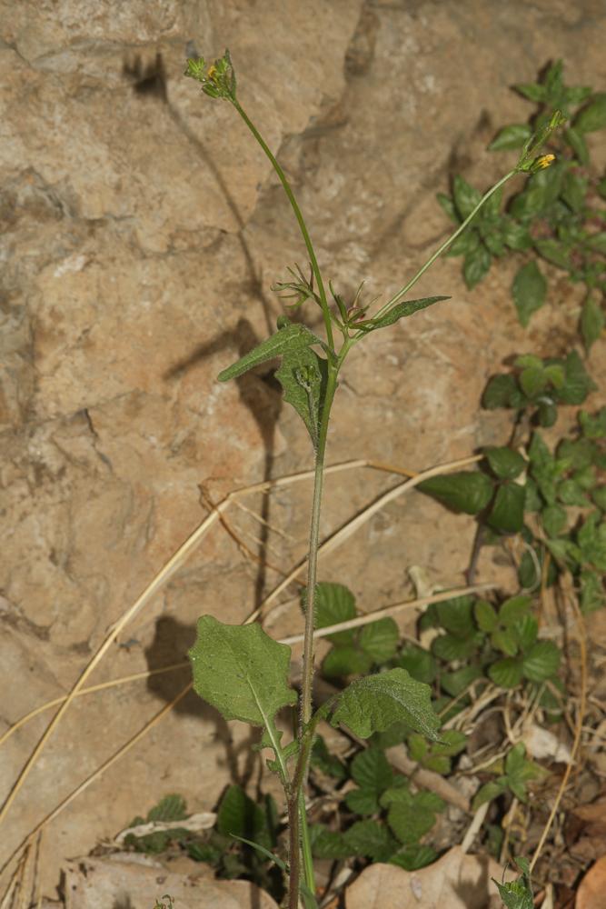 Rhagadiole comestible Rhagadiolus edulis Gaertn., 1791