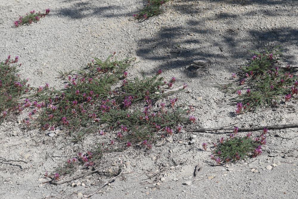 Astragale de Montpellier, Esparcette bâtarde Astragalus monspessulanus L., 1753
