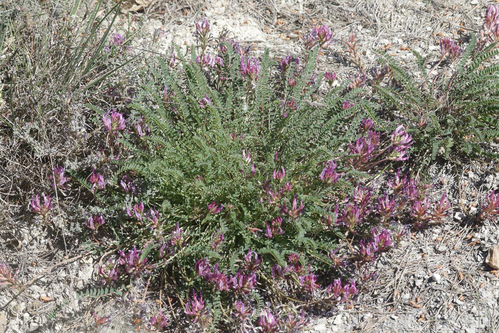 Astragale de Montpellier, Esparcette bâtarde Astragalus monspessulanus L., 1753