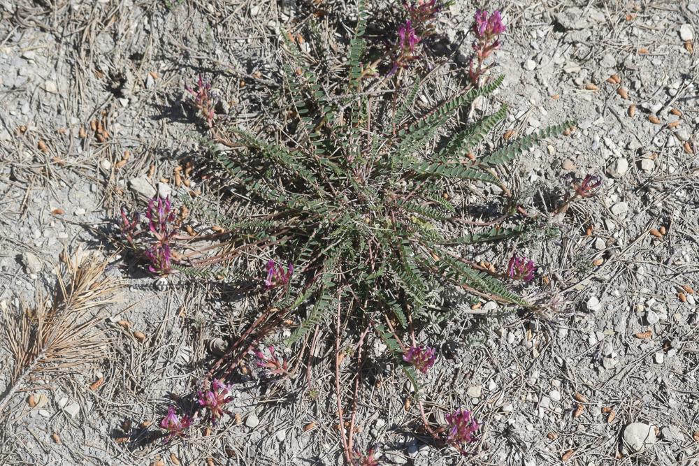 Astragale de Montpellier, Esparcette bâtarde Astragalus monspessulanus L., 1753