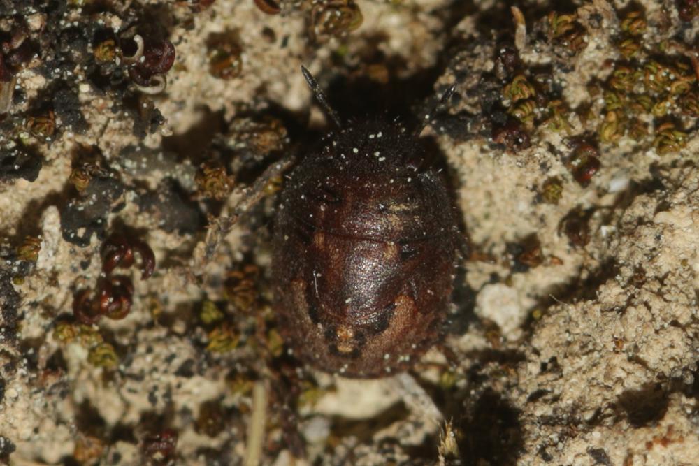 Odontoscelis fuliginosa (Linnaeus, 1760)