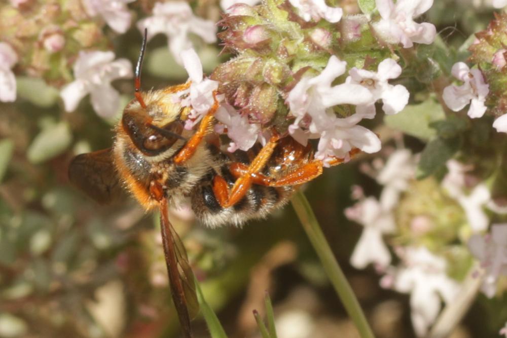  Rhodanthidium sticticum (Fabricius, 1787)