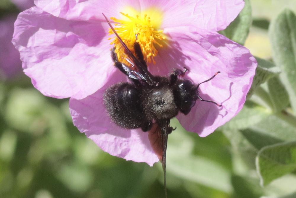 Abeille charpentière, Xylocope violet Xylocopa violacea (Linnaeus, 1758)