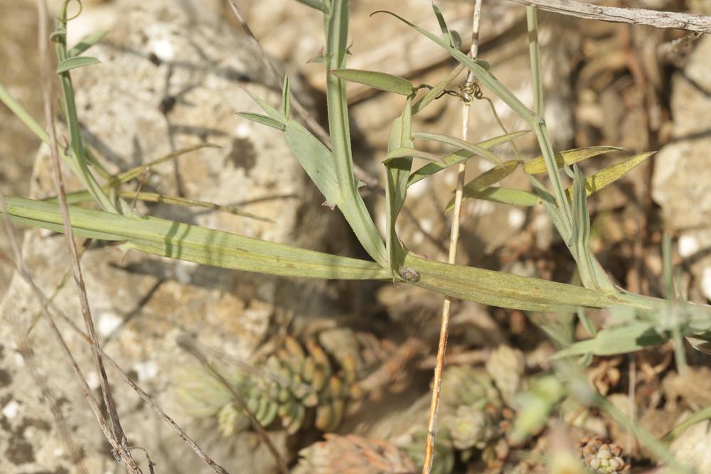Gesse articulée Lathyrus clymenum subsp. articulatus (L.) Ball, 1878