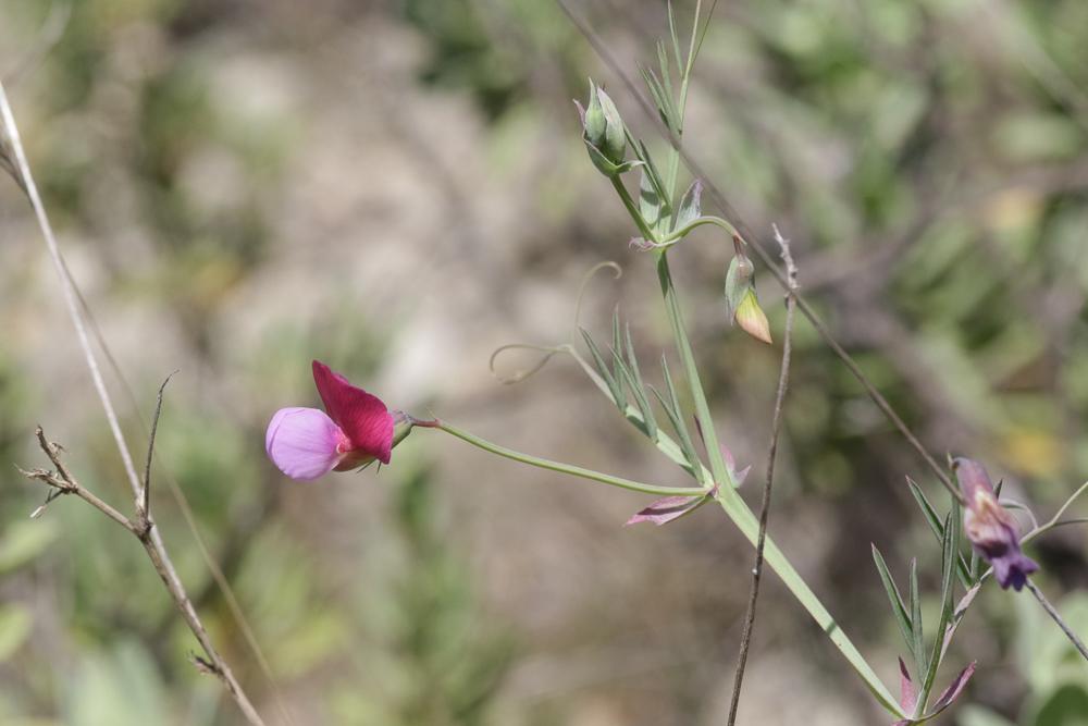 Gesse articulée Lathyrus clymenum subsp. articulatus (L.) Ball, 1878