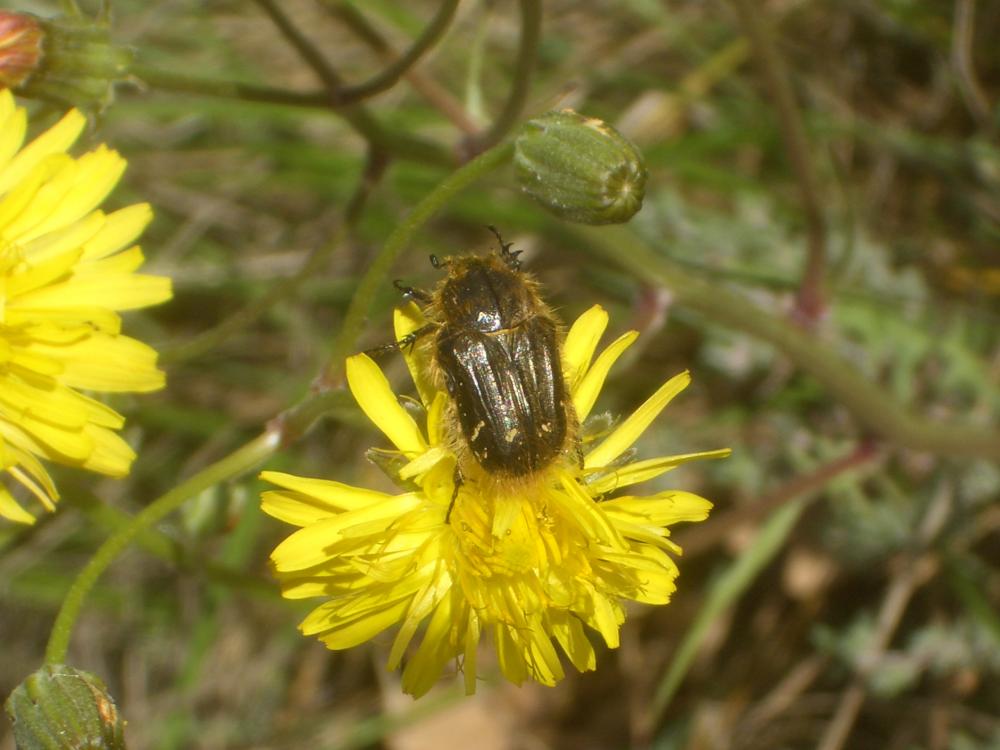  Tropinota hirta (Poda, 1761)