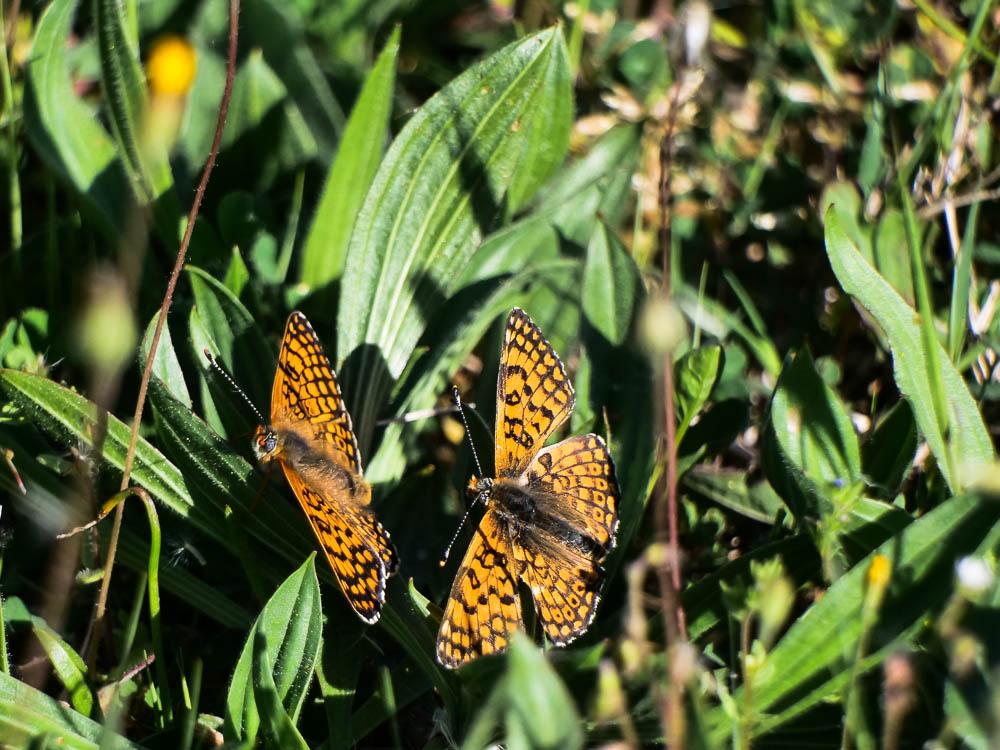 La Mélitée du Plantain (La), Déesse à ceinturons (La) Melitaea cinxia (Linnaeus, 1758)