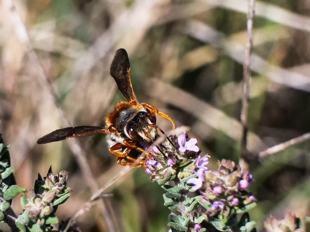 Rhodanthidium sticticum (Fabricius, 1787)
