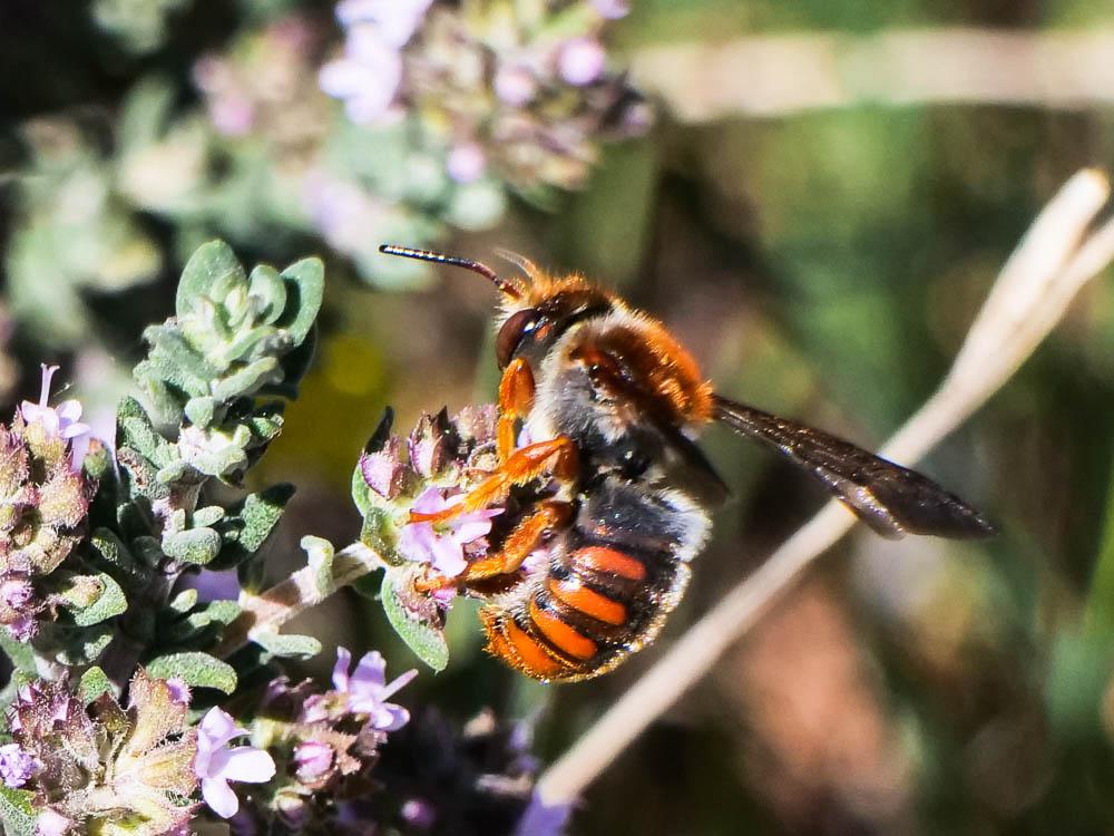  Rhodanthidium sticticum (Fabricius, 1787)