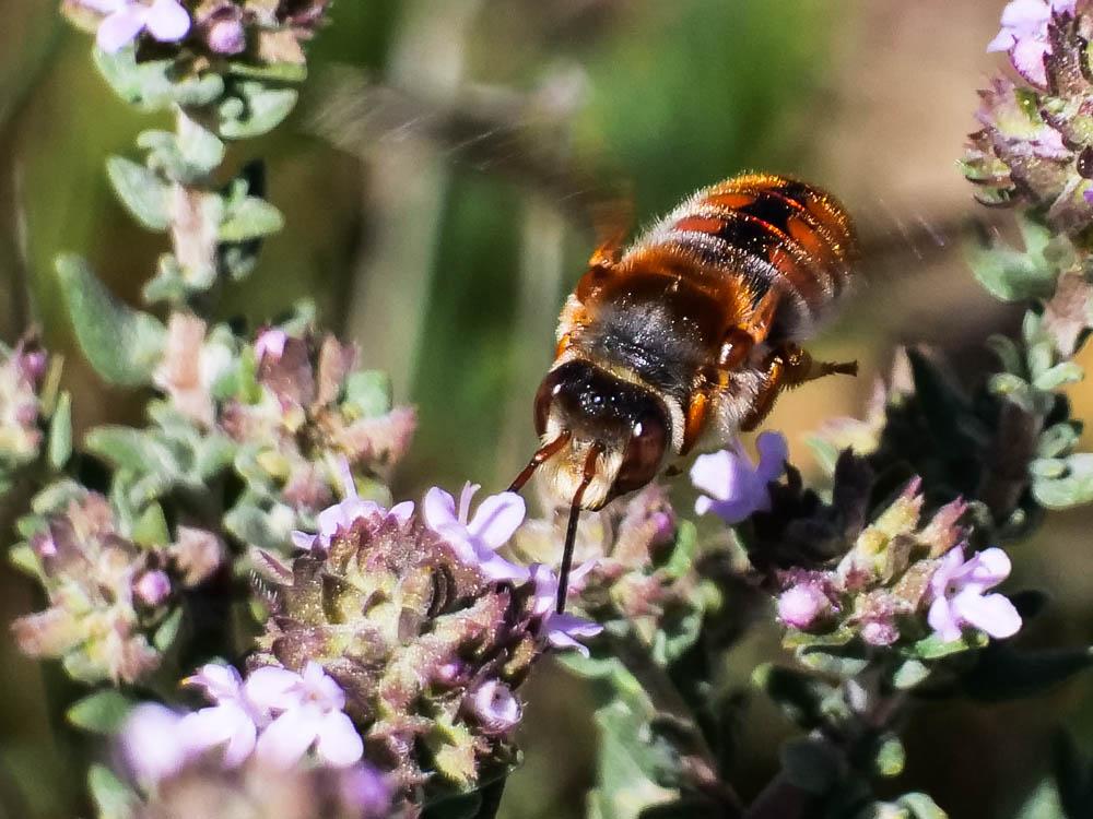  Rhodanthidium sticticum (Fabricius, 1787)