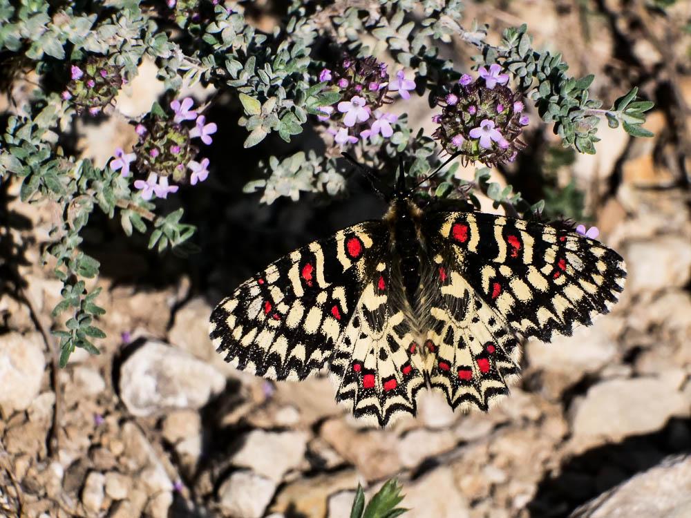 Proserpine (La), Thaïs écarlate (La), Proserpine d Zerynthia rumina (Linnaeus, 1758)