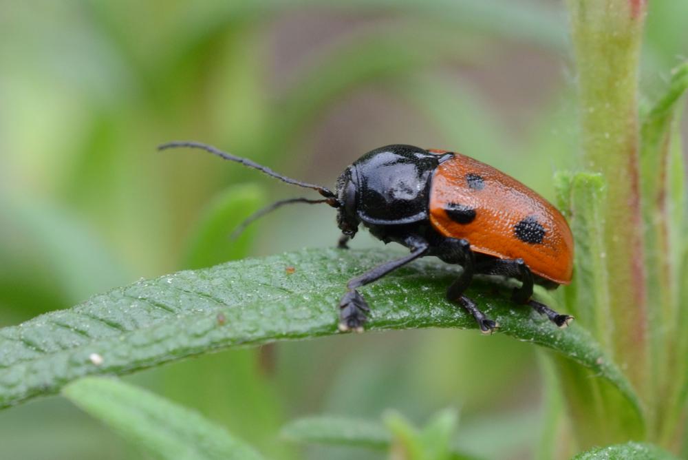 Cryptocephalus loreyi Solier, 1837