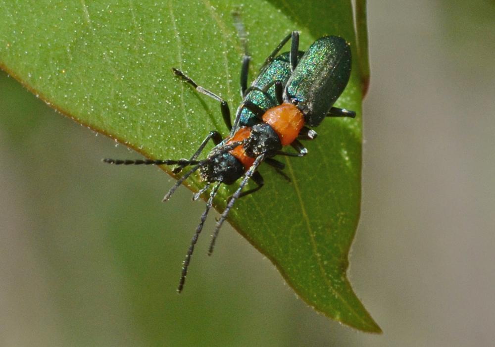  Ischnomera xanthoderes (Mulsant, 1858)