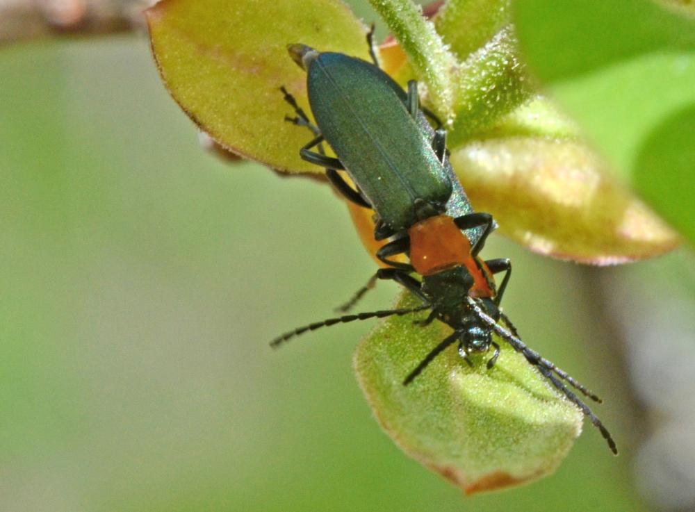  Ischnomera xanthoderes (Mulsant, 1858)