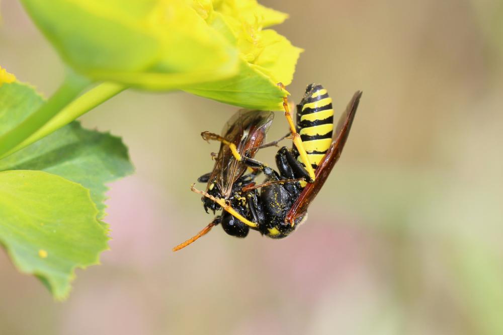 Cephaledo meridiana (Audinet-Serville, 1823)