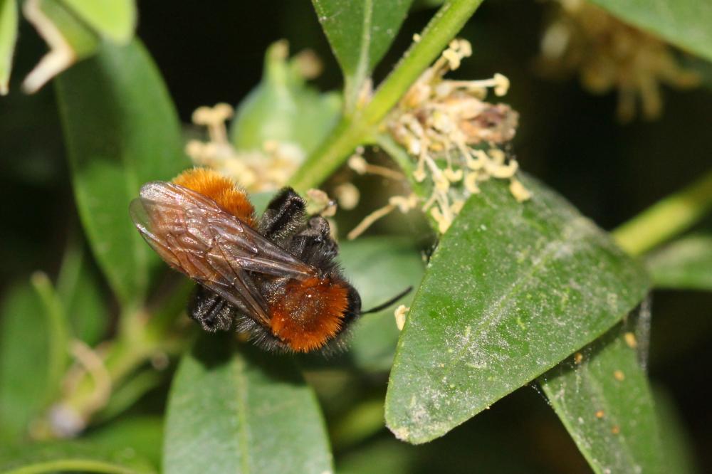 Andrena fulva (Müller, 1766)