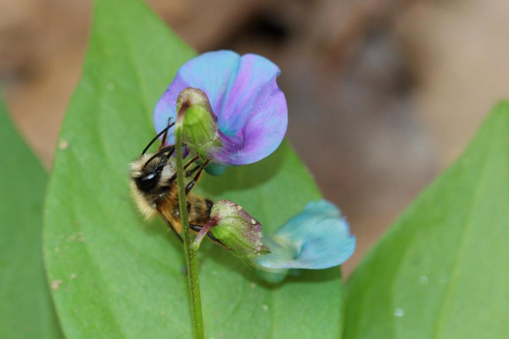 Osmie rousse Osmia bicornis (Linnaeus, 1758)