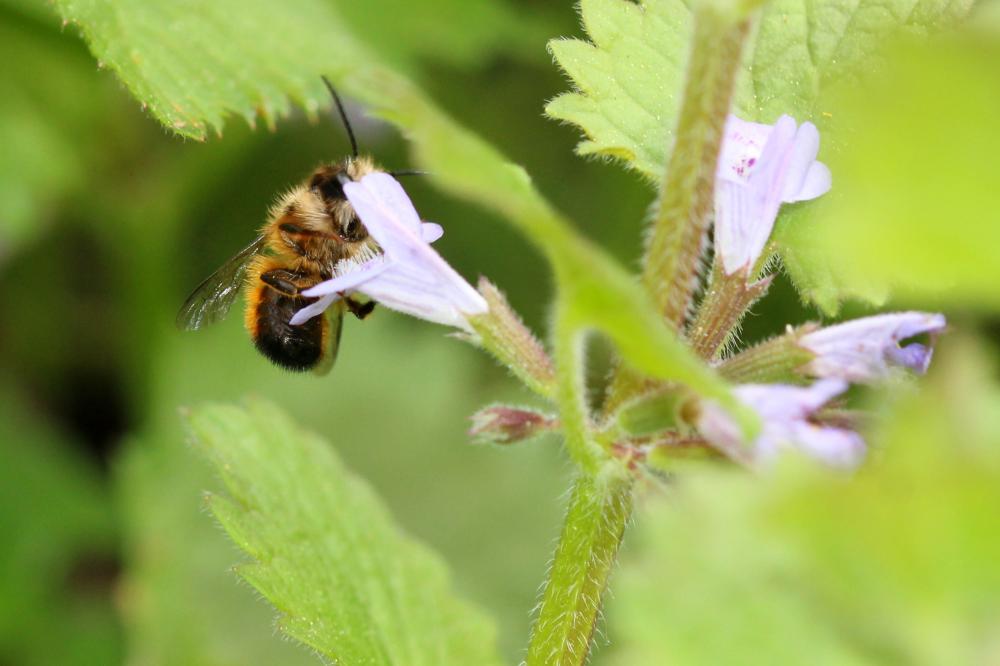 Osmie rousse Osmia bicornis (Linnaeus, 1758)