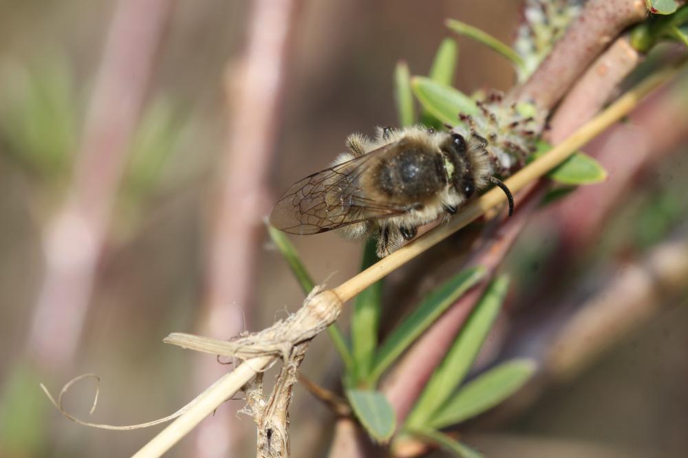  Colletes cunicularius (Linnaeus, 1760)