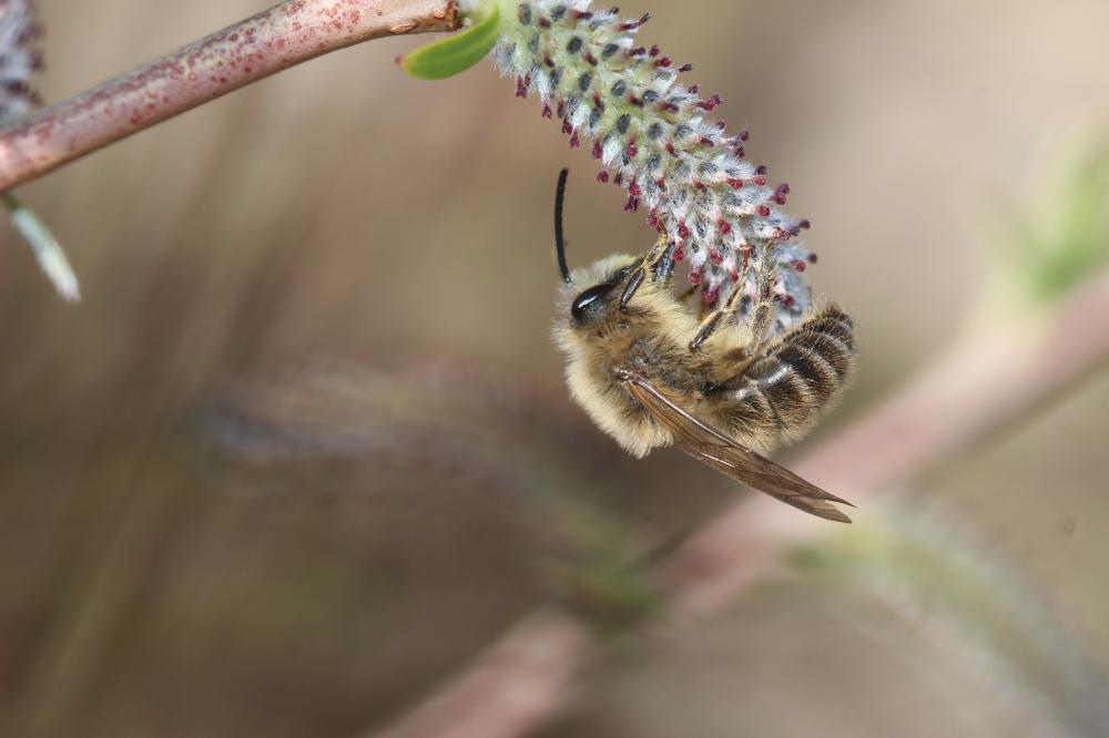  Colletes cunicularius (Linnaeus, 1760)