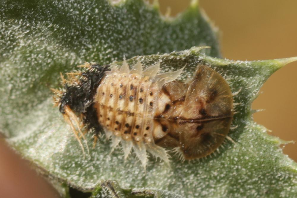 Cassida deflorata Suffrian, 1844